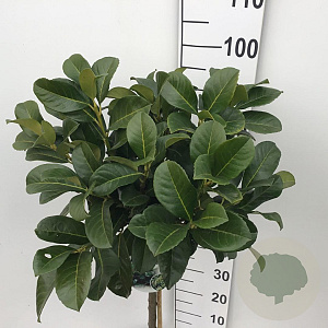 Prunus l. Etna 60 cm stam 10L