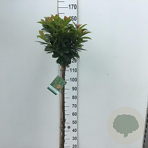 Prunus l. Kleopatra 120 cm stam 10L