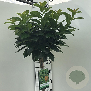 Prunus l. Kleopatra 120 cm stam 10L