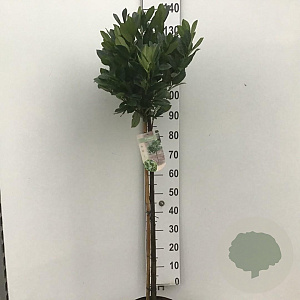 Prunus l. 'Mano' 90 cm stam 10L