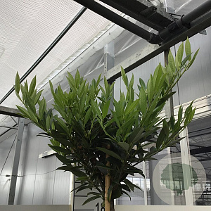 Prunus l. 'Otto Luyken' 180 cm stam 15L