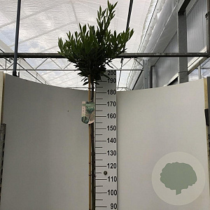 Prunus l. 'Otto Luyken' 180 cm stam 15L