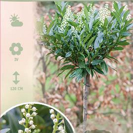 Prunus l. 'Otto Luyken' 180 cm stam 15L