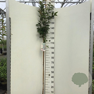 Prunus nipponica 'Ruby' 120 cm stam 7,5L