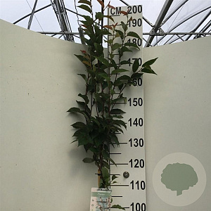 Prunus nipponica 'Ruby' 120 cm stam 7,5L