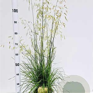 Deschampsia cesp. 'Goldschleier' 60-80 cm 4,0L