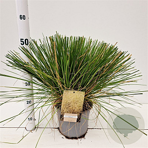 Deschampsia cesp. 'Goldtau' 60-80 cm 4,0L