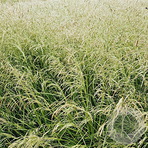 Deschampsia cesp. 'Goldtau' 60-80 cm 4,0L