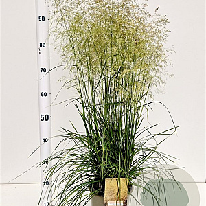 Deschampsia cesp. 'Goldtau' 60-80 cm 4,0L