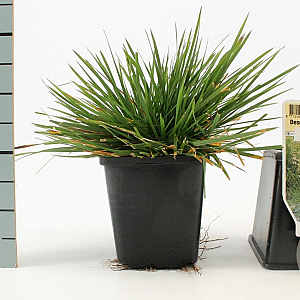 Deschampsia cesp. 'Goldtau' GM P9