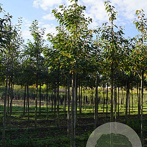 Prunus ser. 'Hokusai' 20-25 HO draadkluit