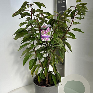 Prunus ser. 'Kanzan' 100-120 cm 10L