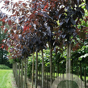 Prunus ser. 'Royal Burgundy' 10-12 HO draadkluit