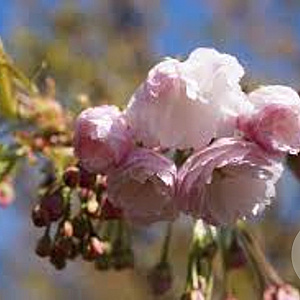 Prunus ser. 'Shôgetsu' 350-400 cm draadkluit meerstammig op aanvraag