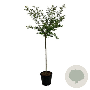 Prunus subh. 'Autumnalis Rosea' 120 cm stam 30L extra