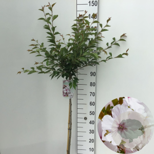 Prunus 'The Bride' 90 cm stam 7,5L