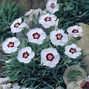 Dianthus (PL) 'Starry Eyes' GM P9