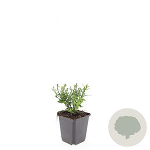 Aster (D) 'Prof. Anton Kippenberg' GM P9