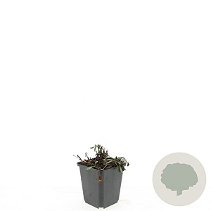 Aster (D) 'Prof. Anton Kippenberg' GM P9