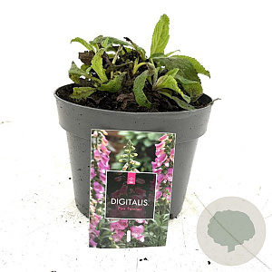 Digitalis 'Panther' GM 2,0L