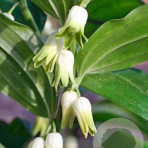 Disporopsis pernyi GM P9