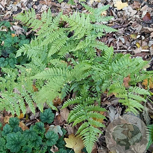 Dryopteris erythrosora GM P9