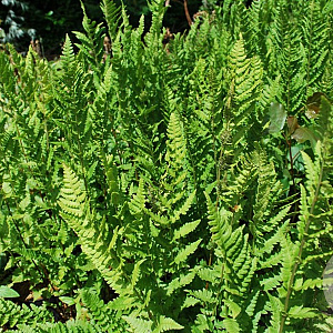 Dryopteris f.-m. 'Barnesii' GM P9
