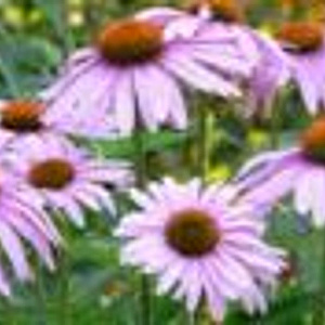 Echinacea angustifolia GM P9