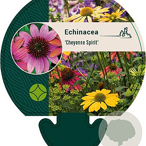 Echinacea 'Cheyenne Spirit' GM P9