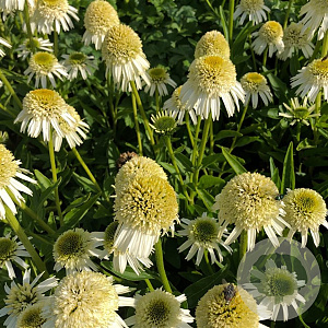 Echinacea Delicious Nougat GM P9