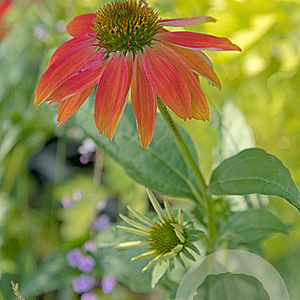 Echinacea Lakota Red GM P9