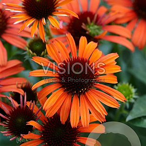 Echinacea Orange Skipper GM P9