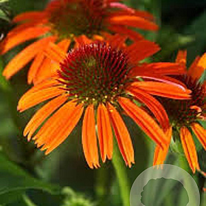 Echinacea Orange Skipper GM P9