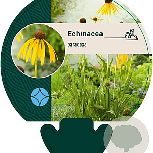 Echinacea paradoxa GM P9
