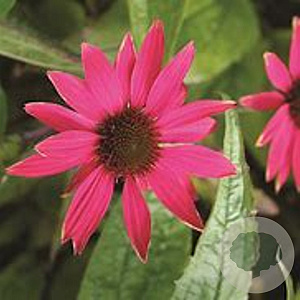 Echinacea p. Robin Hood GM P9