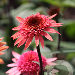 Echinacea 'Raspberry Truffle' GM P9