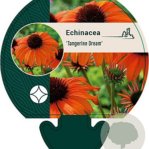 Echinacea 'Tangerine Dream' GM P9