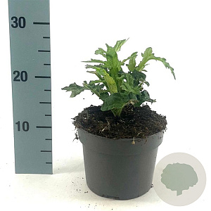 Echinops bannaticus 'Taplow Blue' GM 2,0L