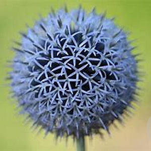 Echinops ritro GM P9