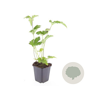 Anemone tom. 'Robustissima' GM P9