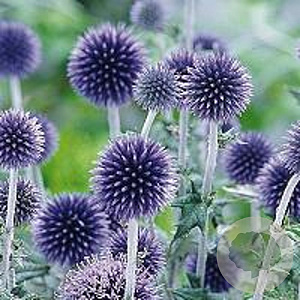 Echinops ritro 'Veitch's Blue' GM P9