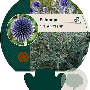 Echinops ritro 'Veitch's Blue' GM P9