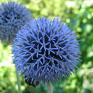 Echinops ritro 'Veitch's Blue' GM P9