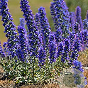 Echium vulgare GM P9