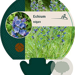 Echium vulgare GM P9