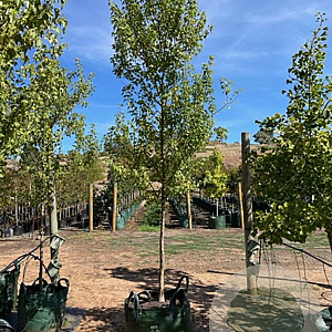 Acer buergerianum 12-14 HO 50L