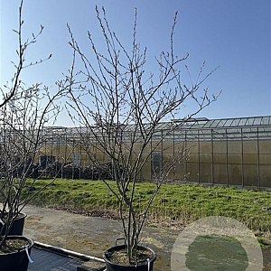 Amelanchier lamarckii 250-300 cm cont. 80L meerstammig