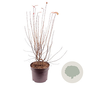 Aronia melanocarpa 'Hugin' 50-55 cm 7,5L