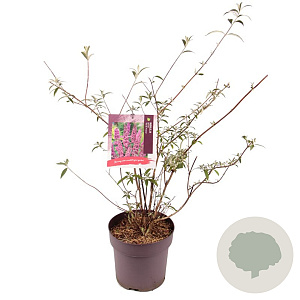 Buddleja d. 'Ile de France' 60-80 cm 10L