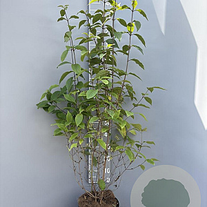 Callicarpa bod. 'Profusion' 125-150 cm 10L